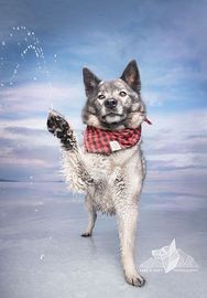 Dog leaping in snowy beach surf, wearing a red bandana, while a hand reaches in from above