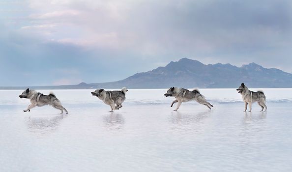 Four wolves running through shallow water with mountains in the background