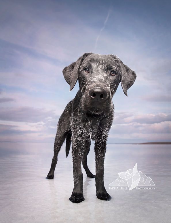 Black dog standing on a reflective beach under a cloudy sky.