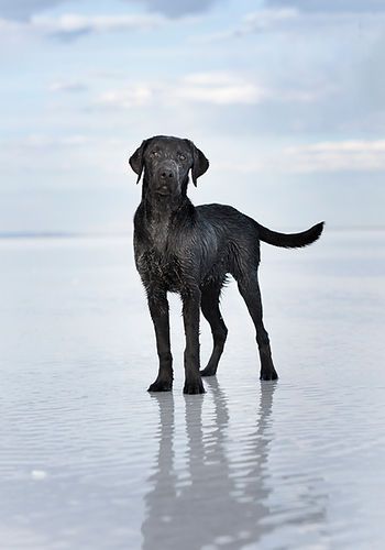 Black dog standing on a reflective wet beach under a pale sky