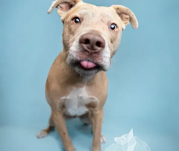 Tan dog with white chest and tongue out, looking curiously at the camera on a blue background