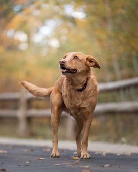 Tan dog standing by a tree in a sunny outdoor yard