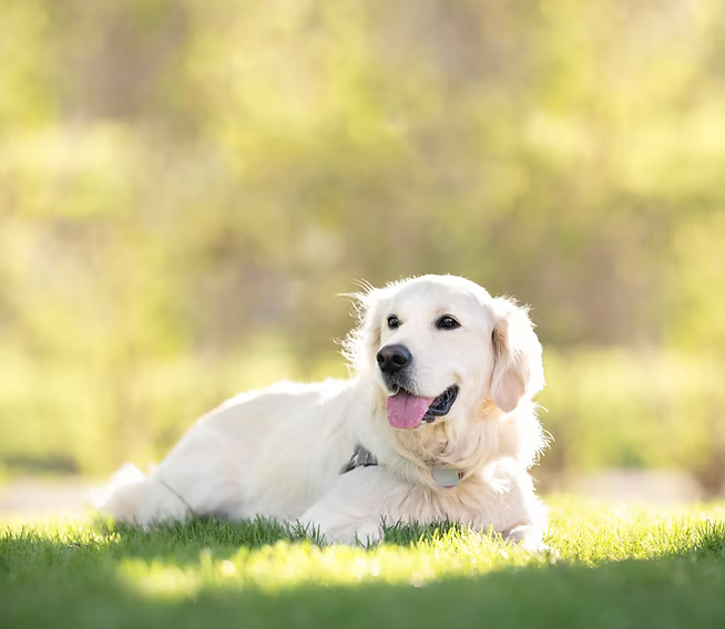 White dog lying on grass in a sunlit park, looking relaxed with tongue out