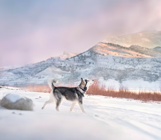 A husky stands in snow with mountains glowing in soft pink light behind it.