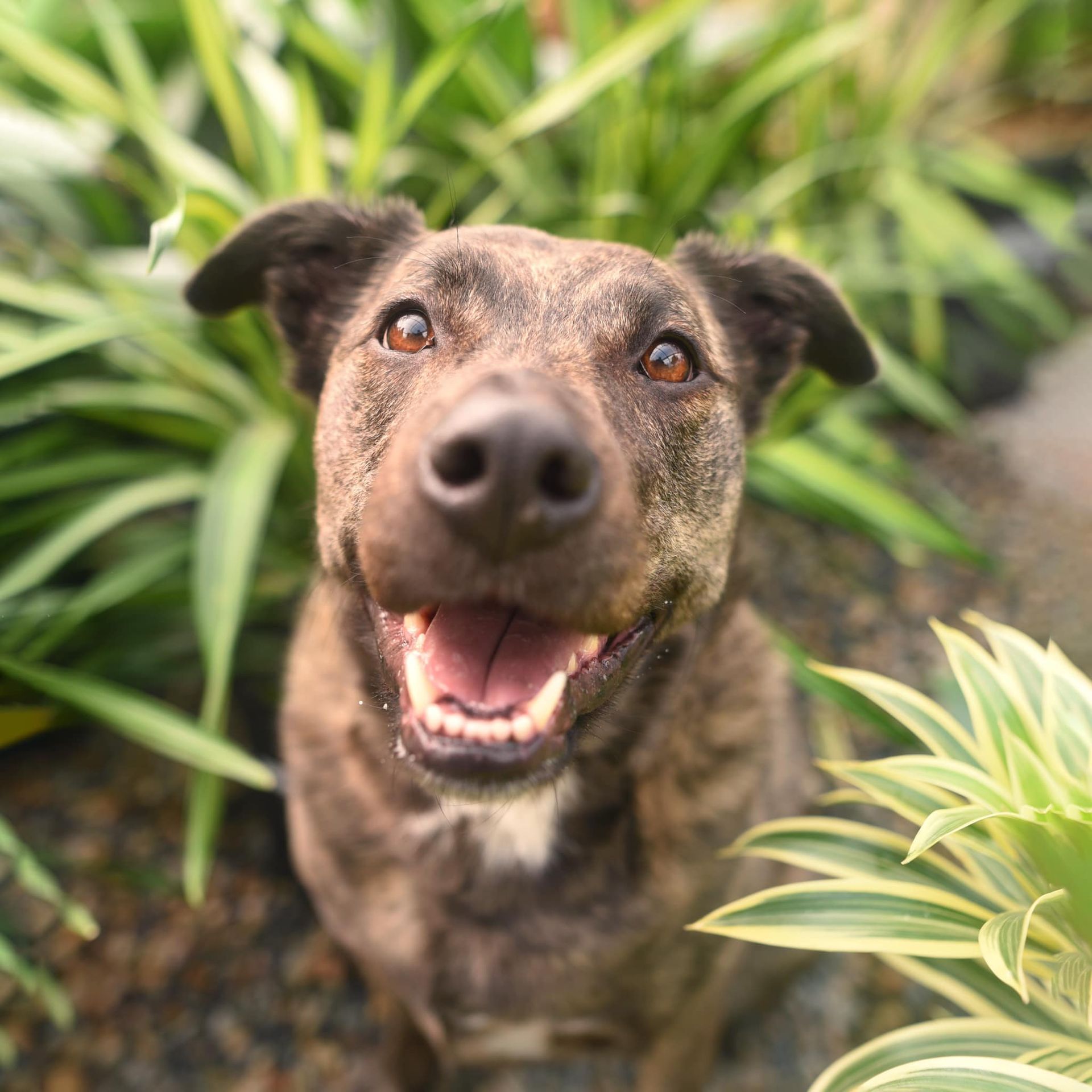 Happy brown dog among green plants, looking at the camera with mouth open.