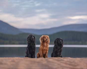 Golden retriever standing on rocky shore by the water, wearing a harness.
