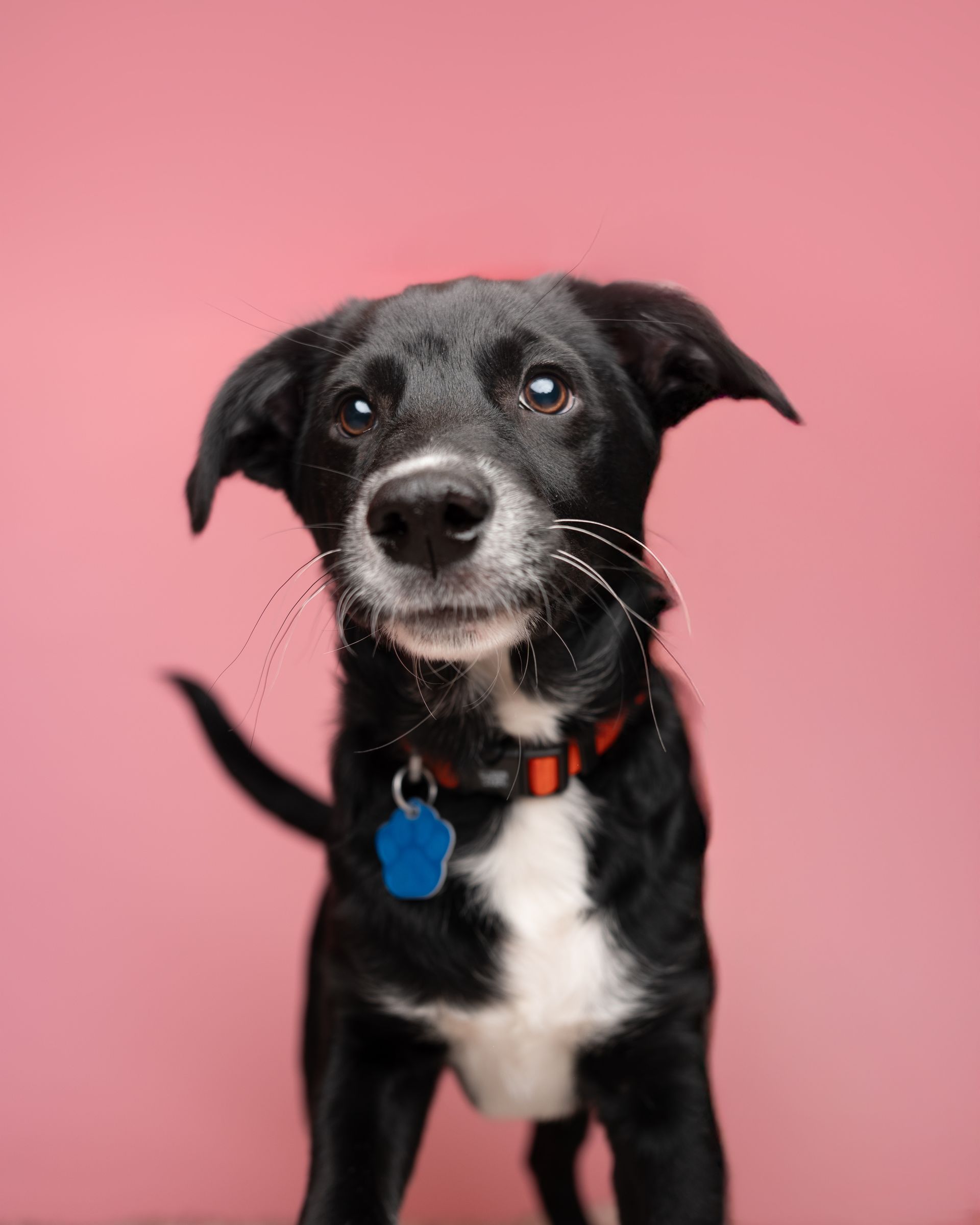 Small white dog sitting on a teal sofa against a red background