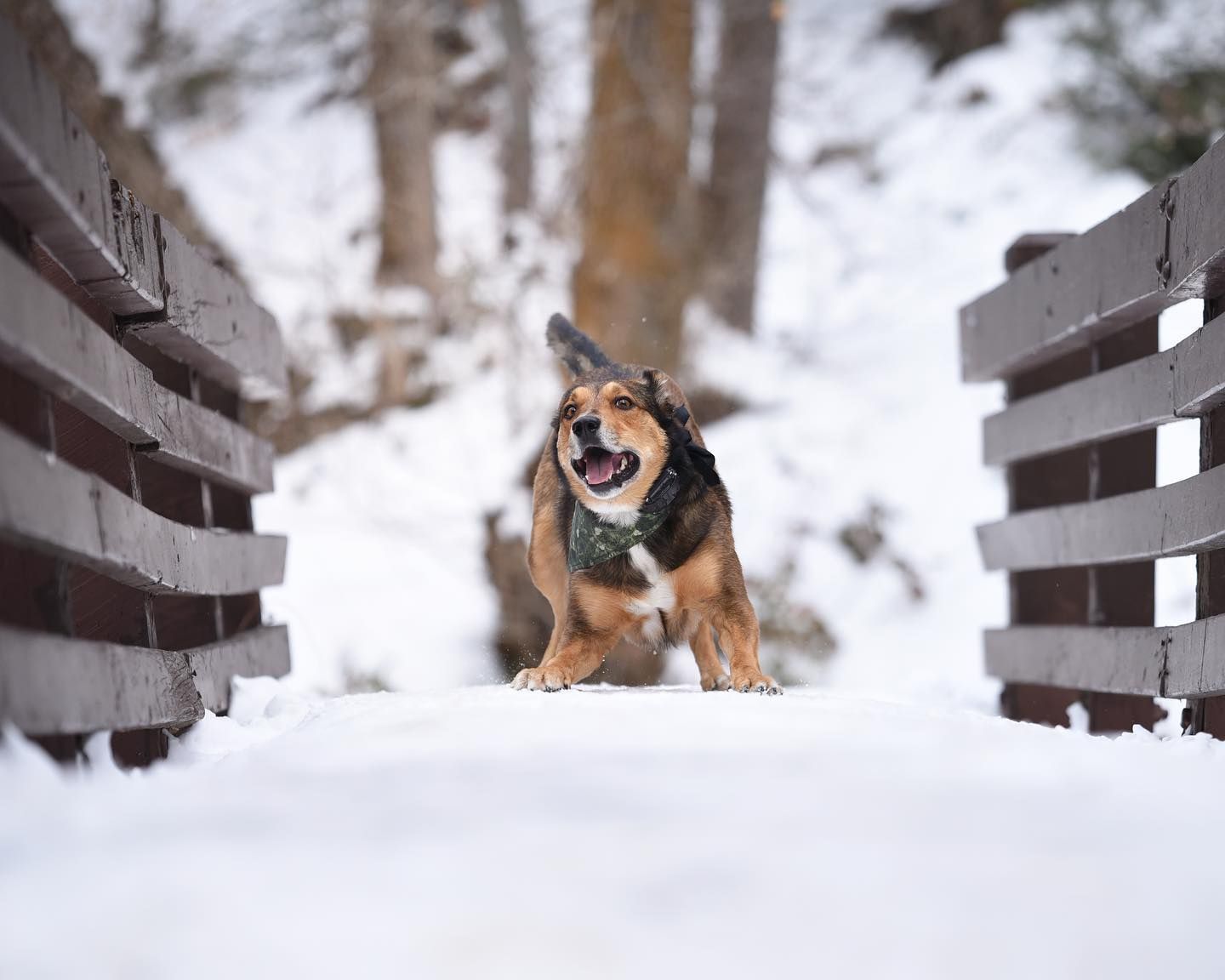 Black-and-tan dog running through snow between wooden fences in a winter scene