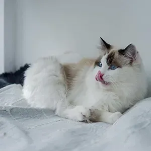 White and brown cat licking its nose while resting on a bed