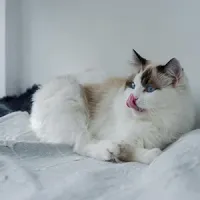 White and brown cat licking its nose while resting on a bed