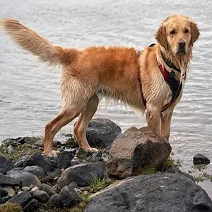 Golden retriever standing on rocks by a lake, wearing a red harness and looking at the camera
