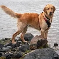 Golden retriever standing on rocks by a lake, wearing a red harness and looking at the camera