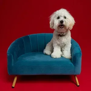 Small white dog sitting on a teal couch against a red background