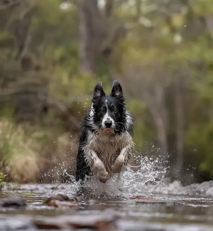 Black-and-white dog splashing through shallow water in a forest stream