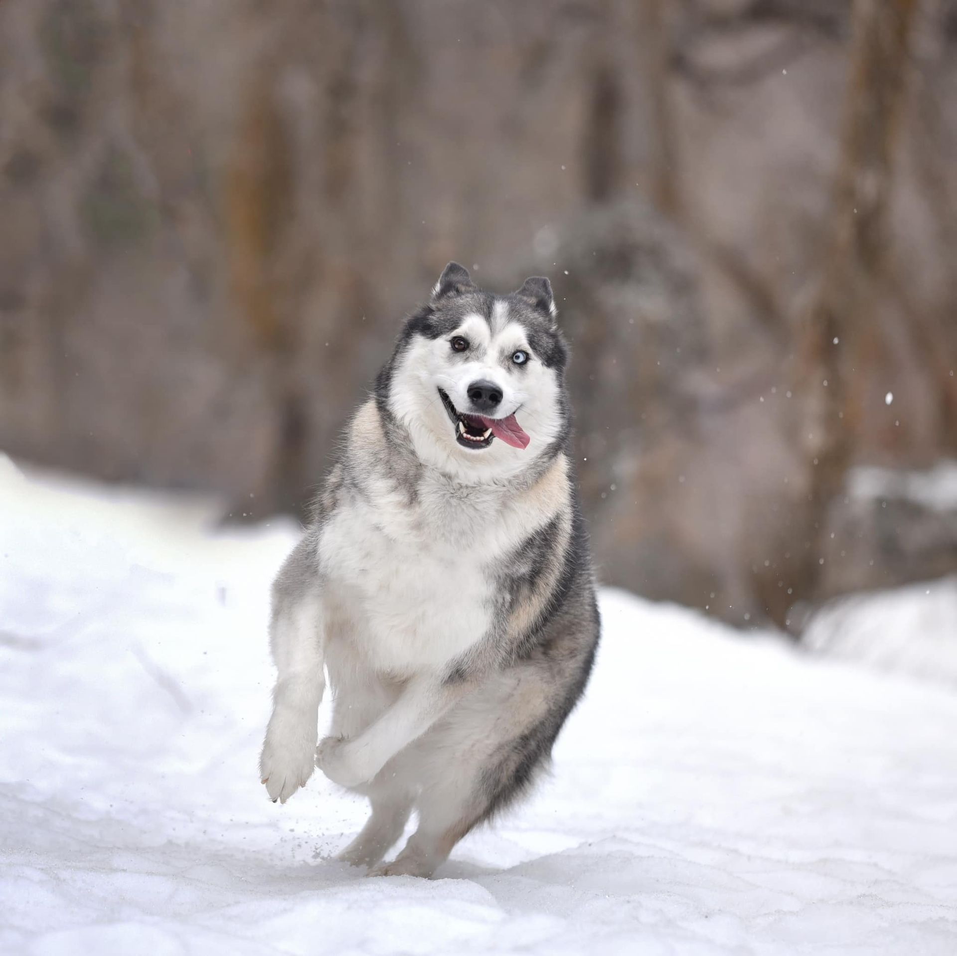 A black-and-white husky running through snow with trees blurred in the background