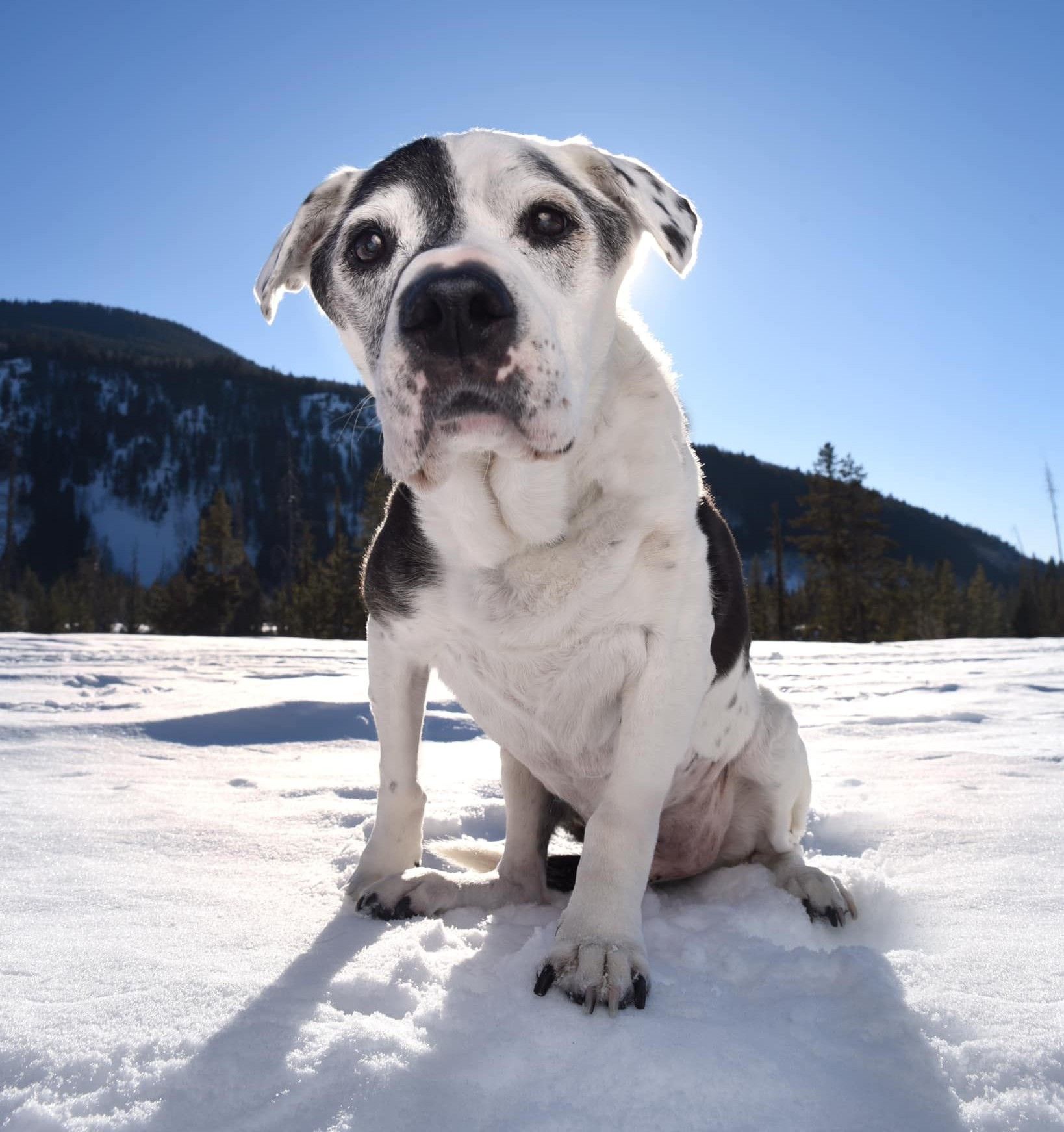 Black-and-white dog sitting in snowy field with mountains and blue sky behind it