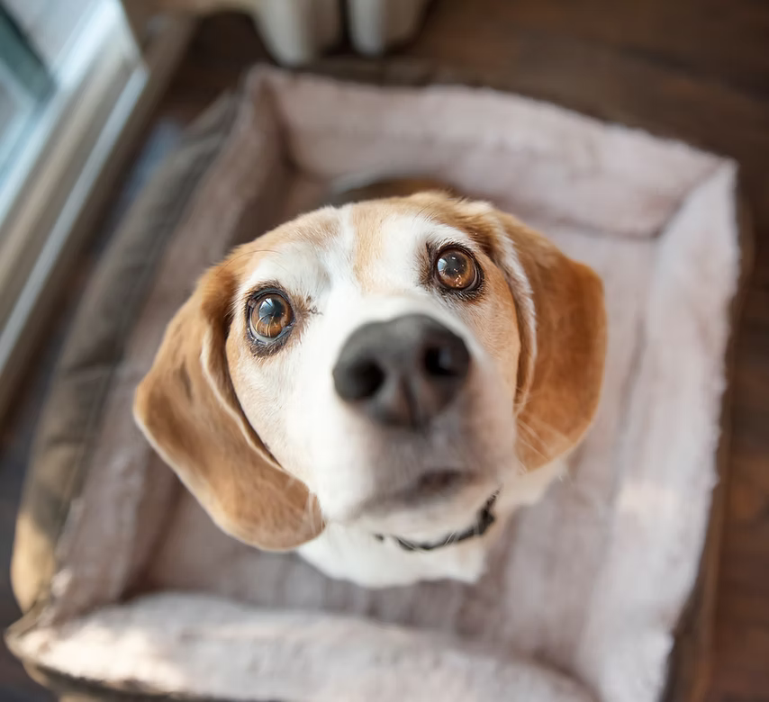Beagle looking up from a beige dog bed with a soft, curious expression