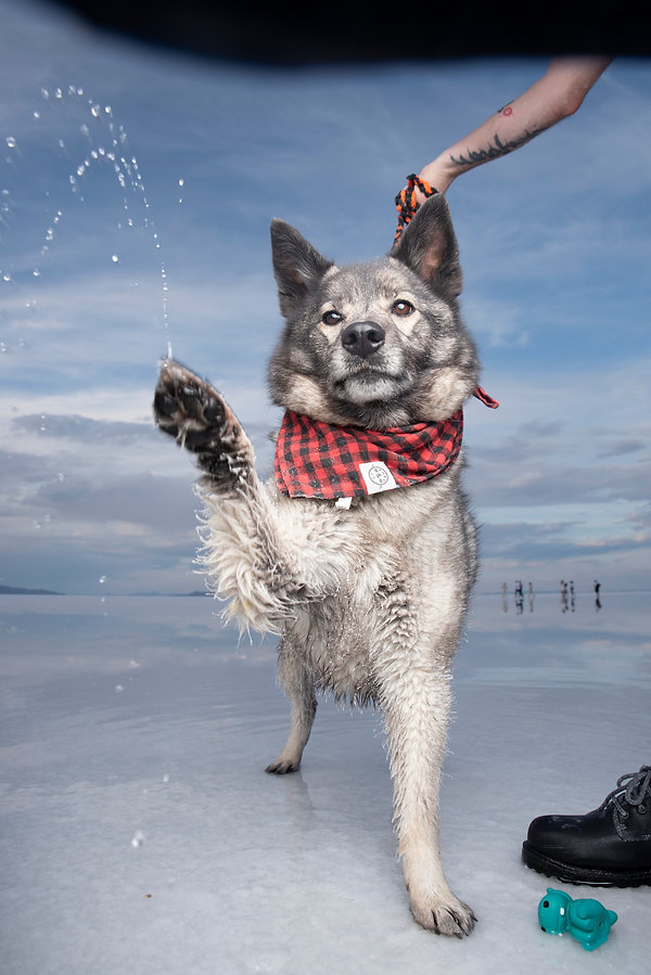 Dog on snowy beach, wearing a red bandana and jumping with a raised paw while a hand tosses water nearby.