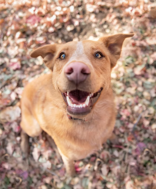 Happy tan dog looking up with mouth open amid fallen autumn leaves