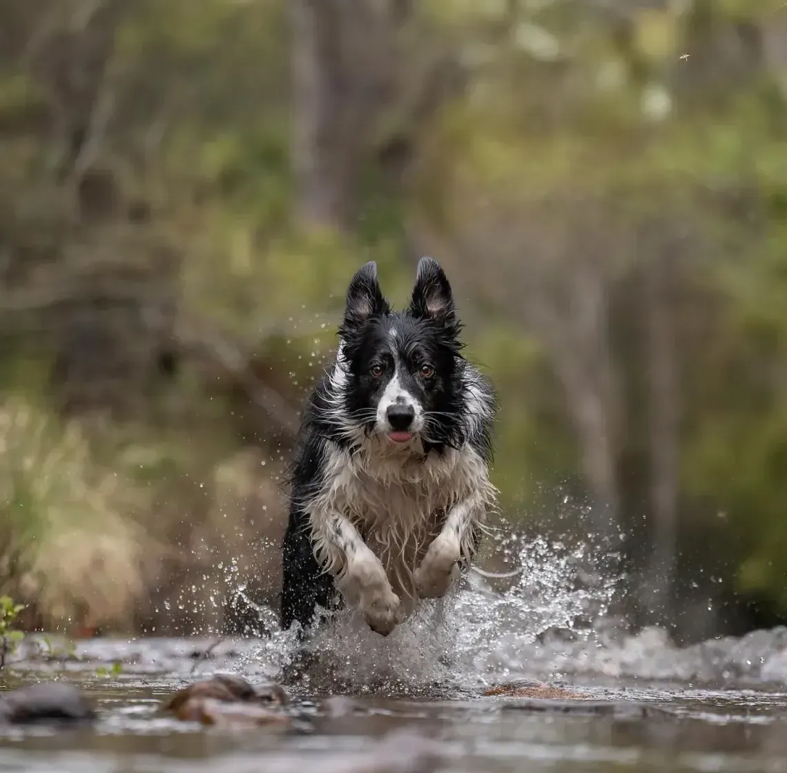 Black-and-white dog splashing through shallow water outdoors, running toward the camera