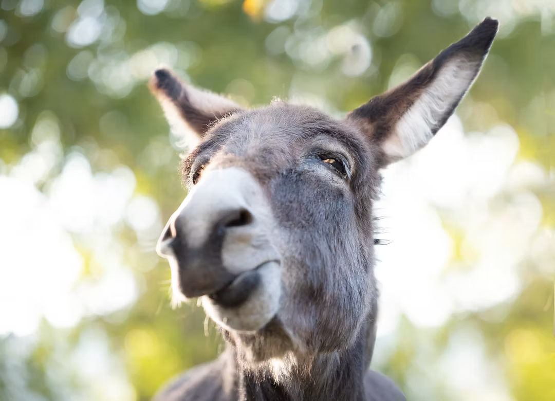 Close-up of a gray donkey looking at the camera with trees blurred in the background