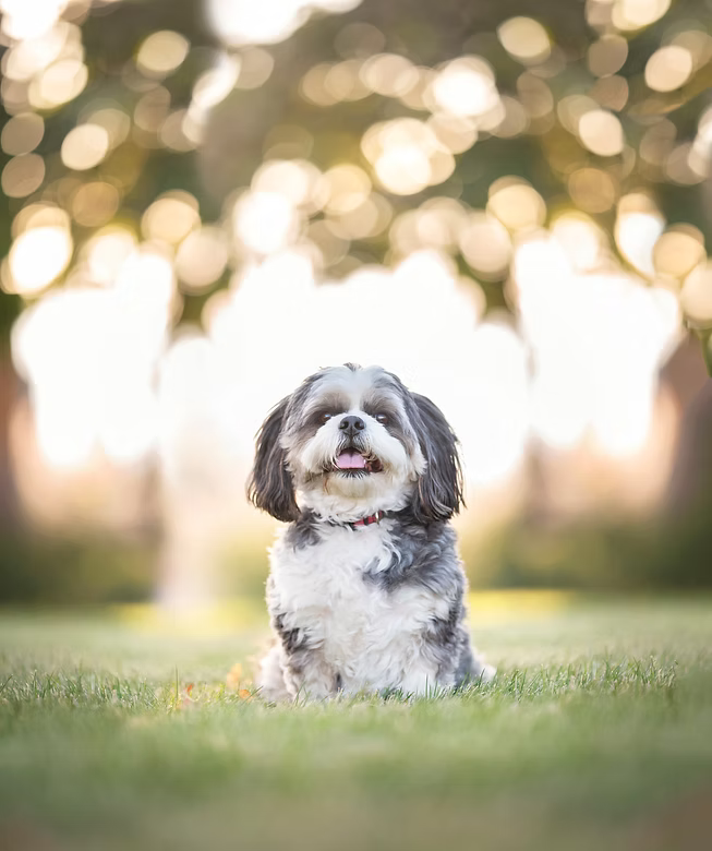Small black-and-white dog sitting on grass with a blurred golden bokeh background