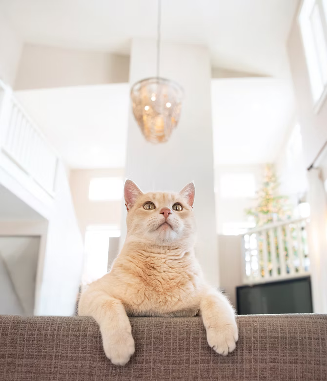 Cream-colored cat peeking over a couch in a bright modern living room