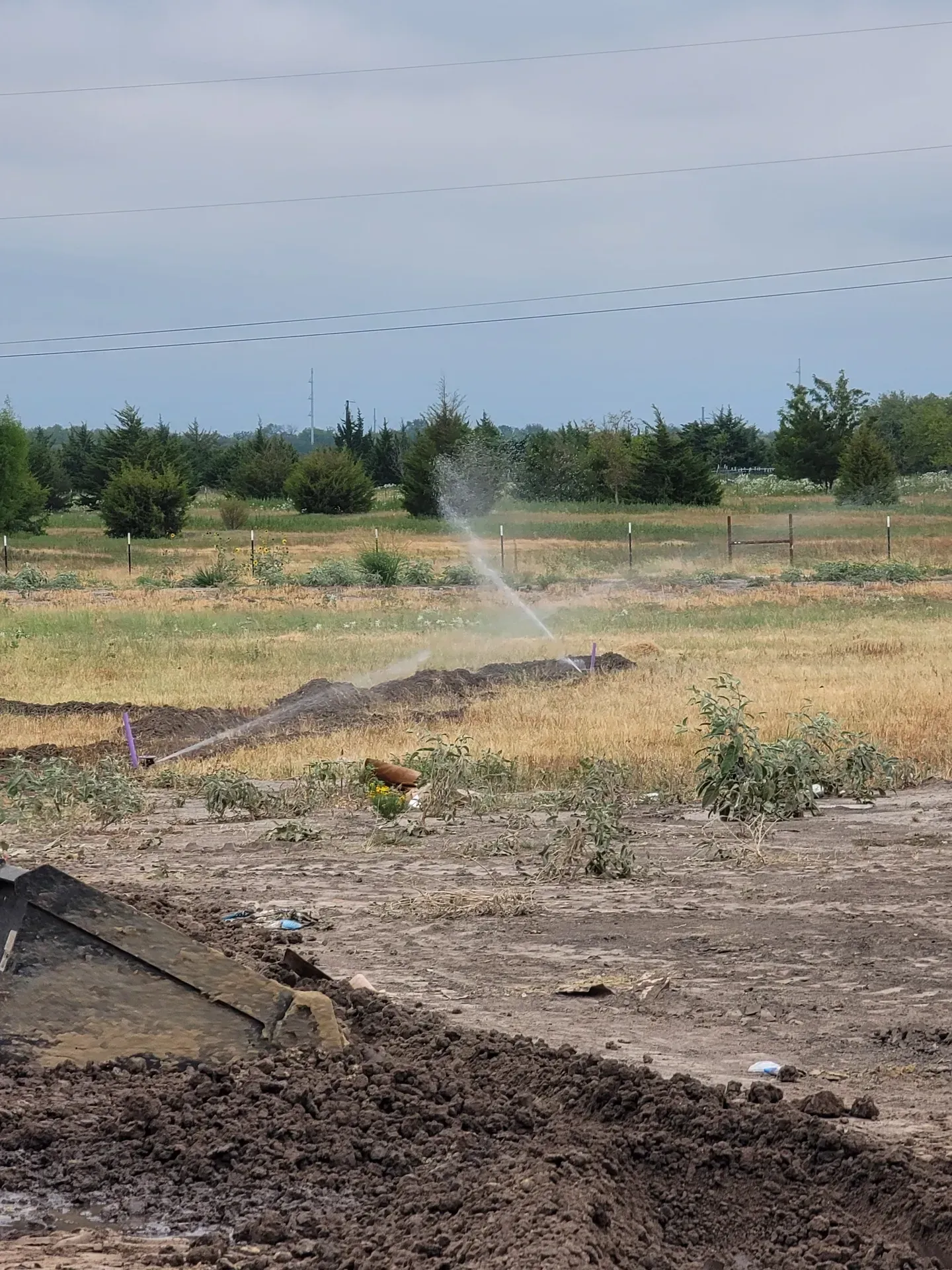 Sprinkler watering a field with dry grass and dirt; trees in the background, overcast sky.