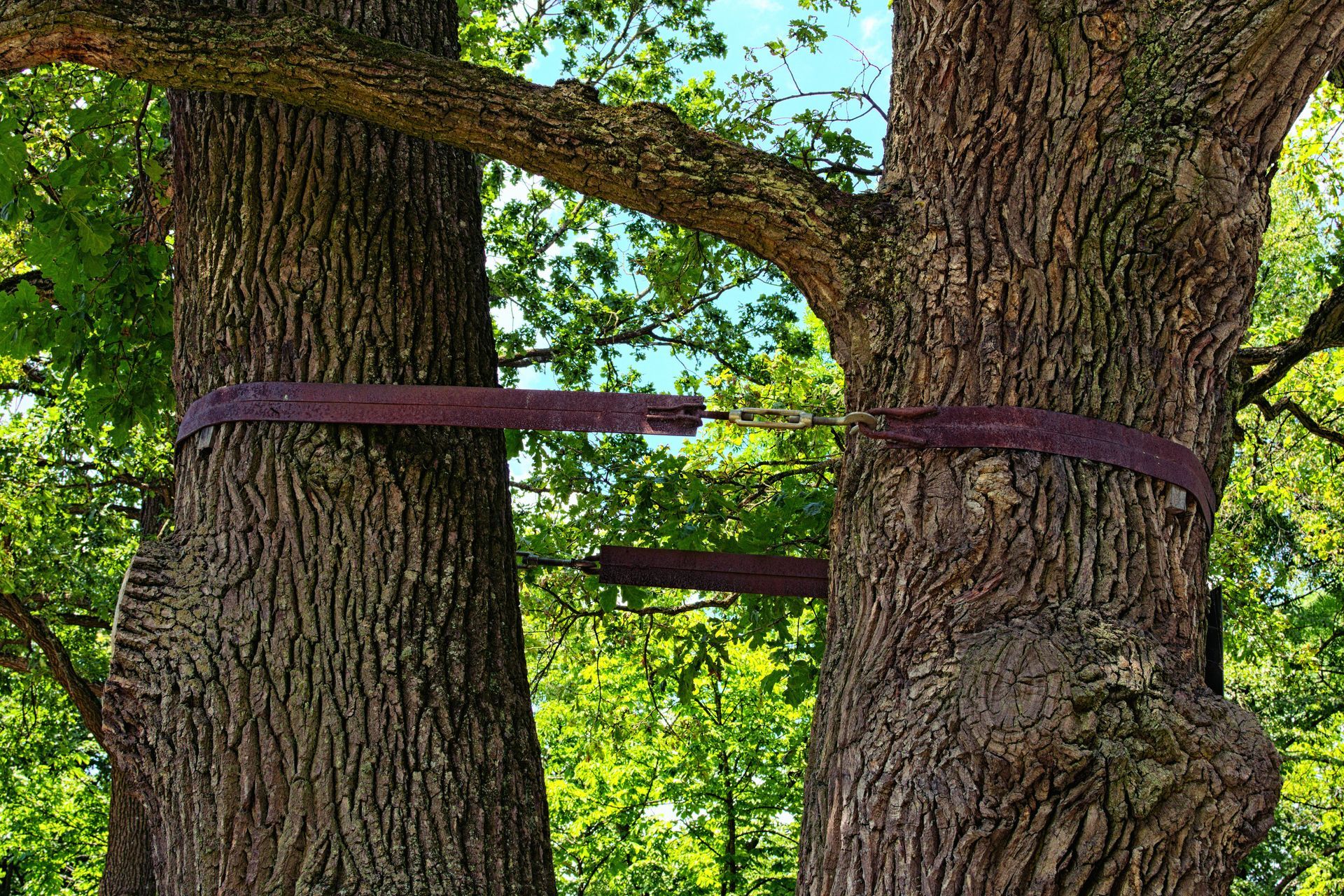 Two trees cabled together