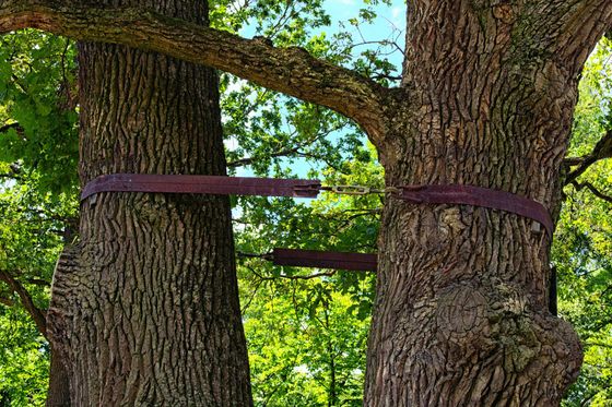 two trees being held up by tree cabling straps