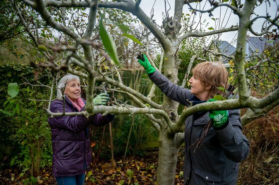 Two ladies looking over a tree they are getting ready to prune.