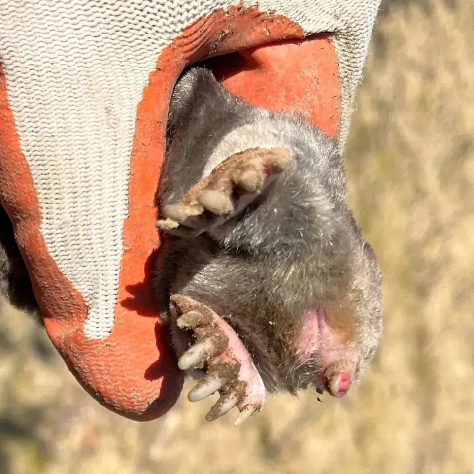 Get mole removal in Worcester, MA by Matts Wildlife Solutions