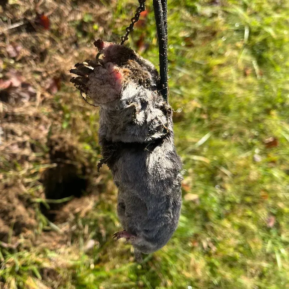 Get mole removal in Worcester, MA by  Matts Wildlife Solutions