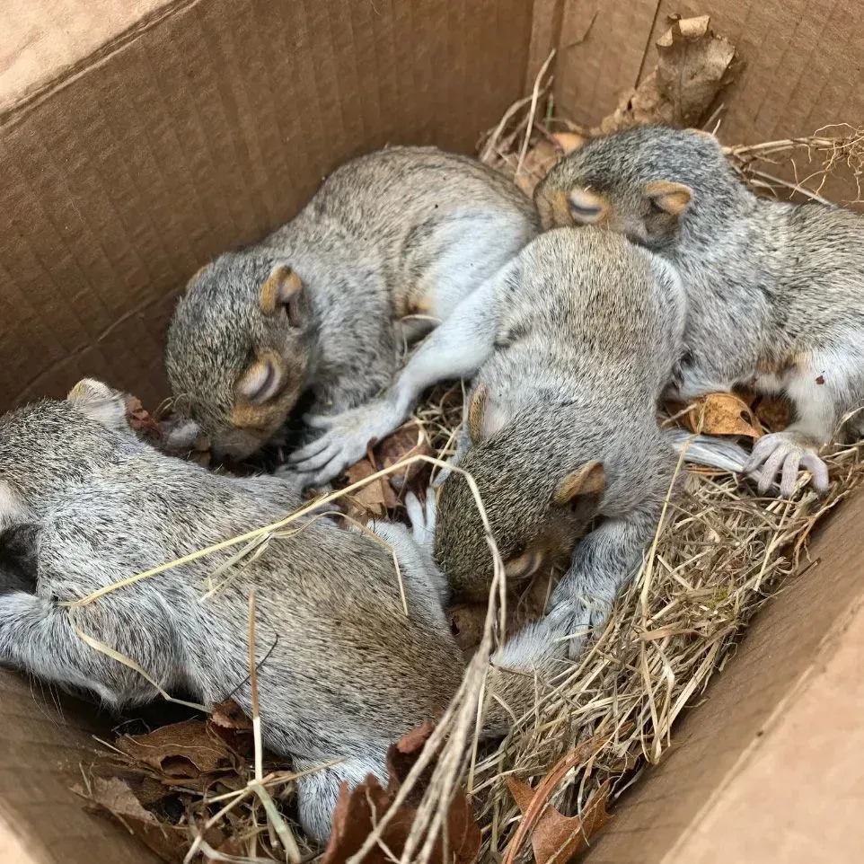 Get squirrel removal in Worcester, MA by Matts Wildlife Solutions