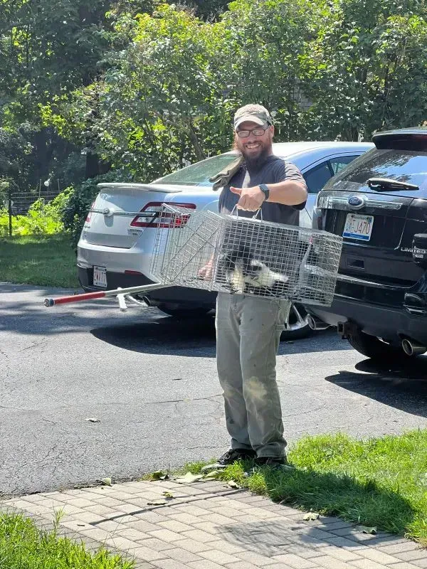 Get rodent control in Worcester, MA by  Matts Wildlife Solutions