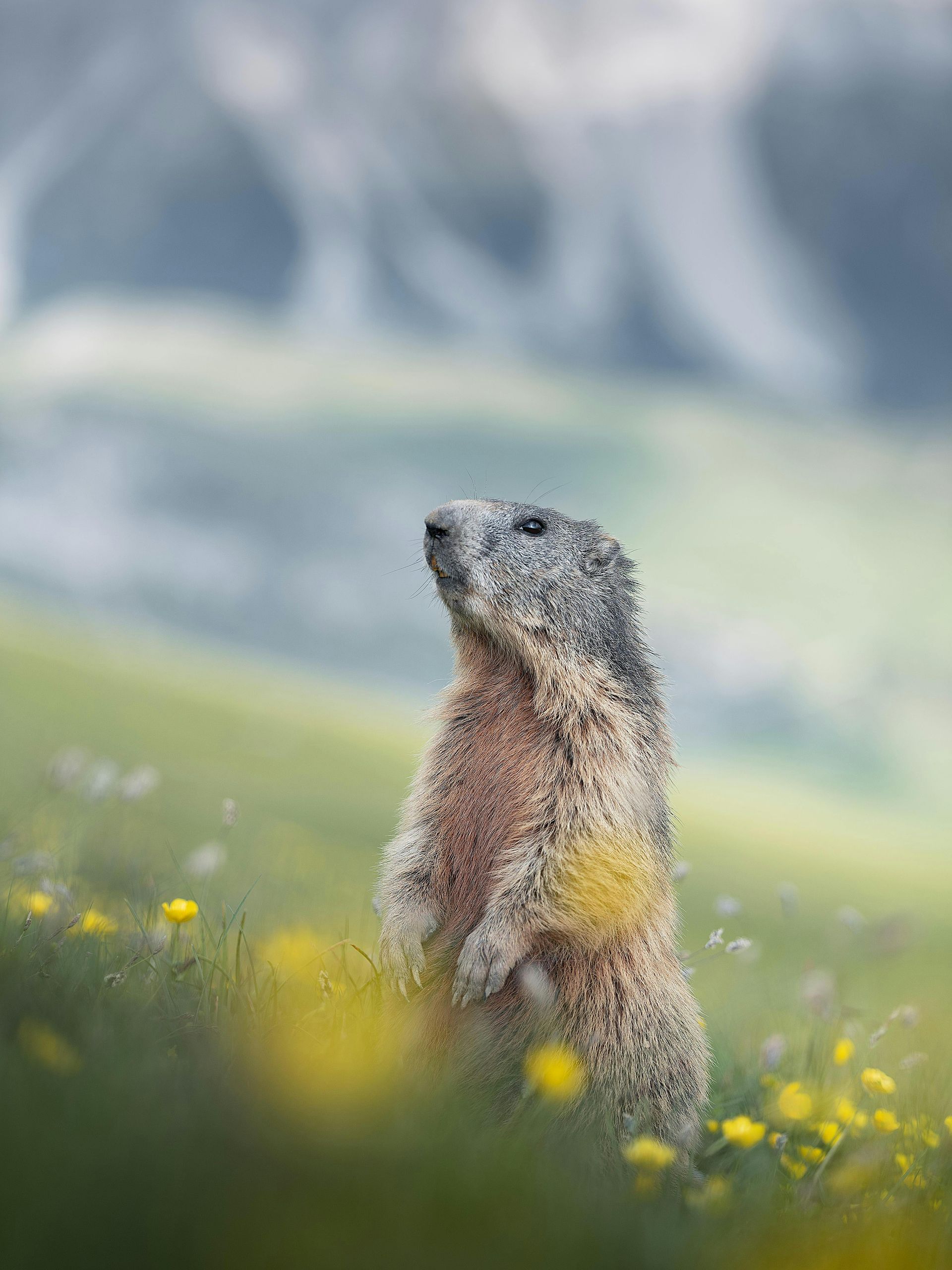 Get woodchuck removal in Worcester, MA by Matts Wildlife Solutions