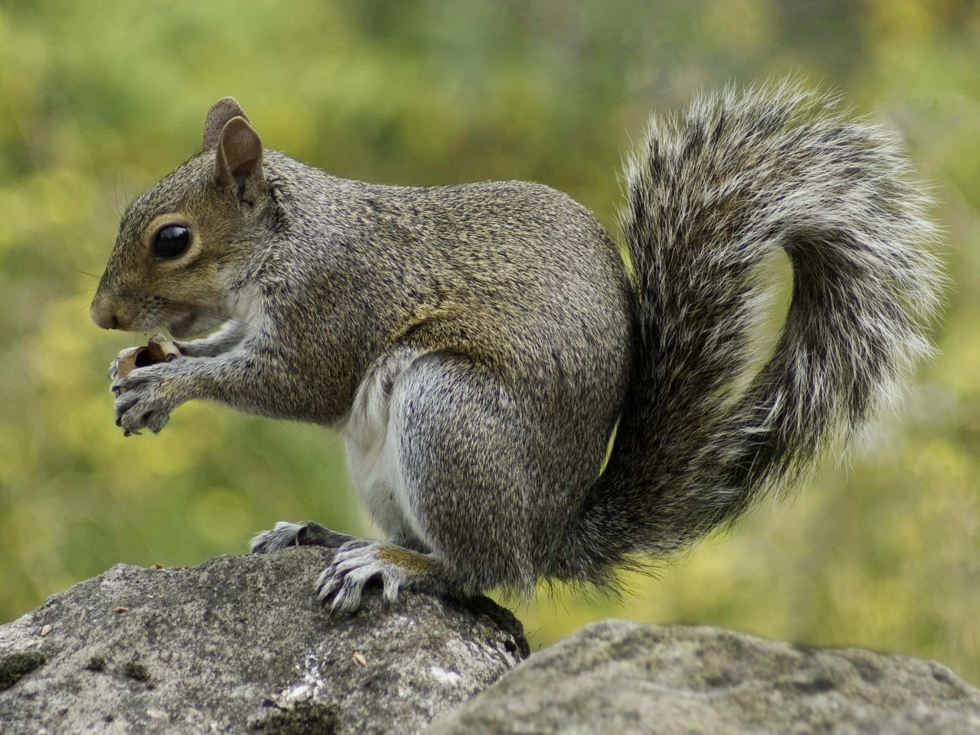 Gray squirrel sitting on rock, eating a nut, bushy tail curled.