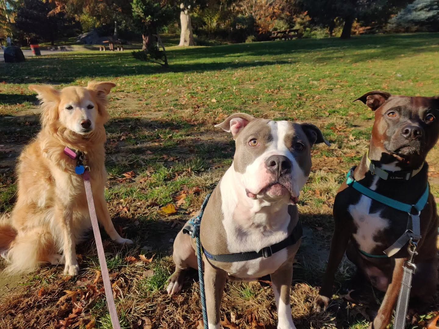 Three dogs sitting on leashes in a sunlit park with grass and trees