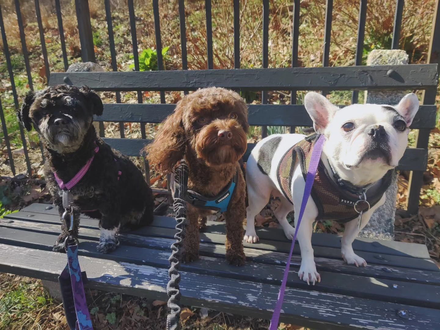 Three dogs on leashes sitting on a bench outdoors in autumn sunlight