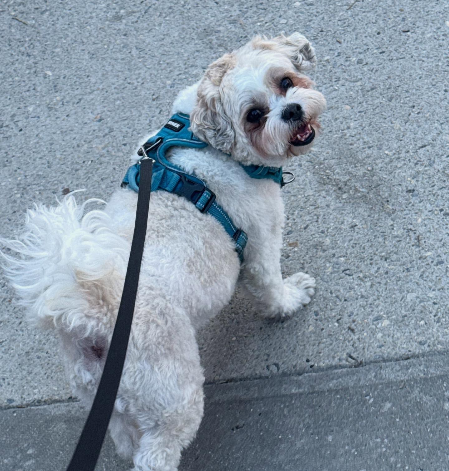 Small white dog in a teal harness on a leash, looking back while walking on a sidewalk