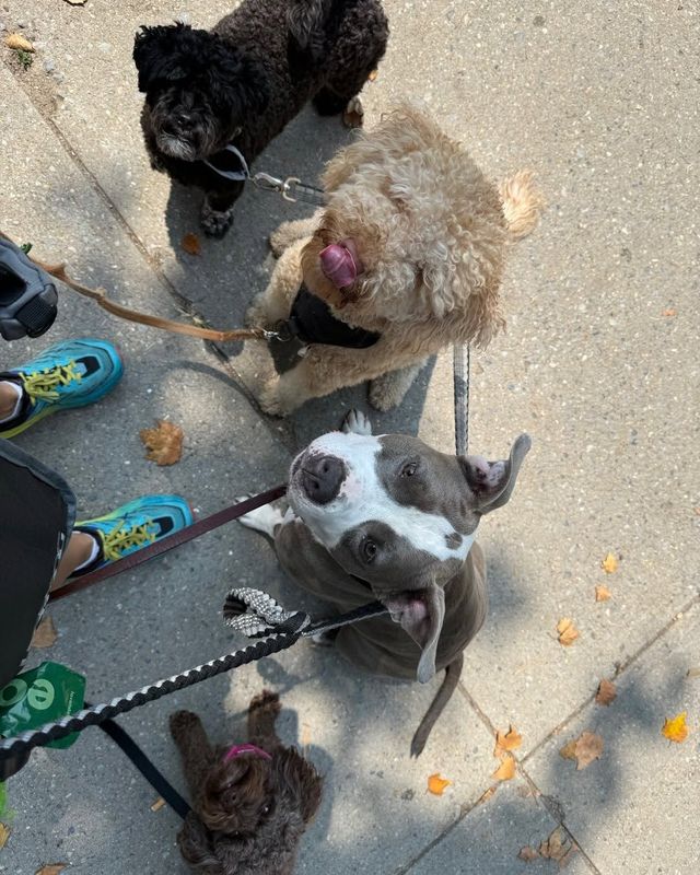 Four small dogs on leashes looking up on a sidewalk, including black, tan, and gray dogs.