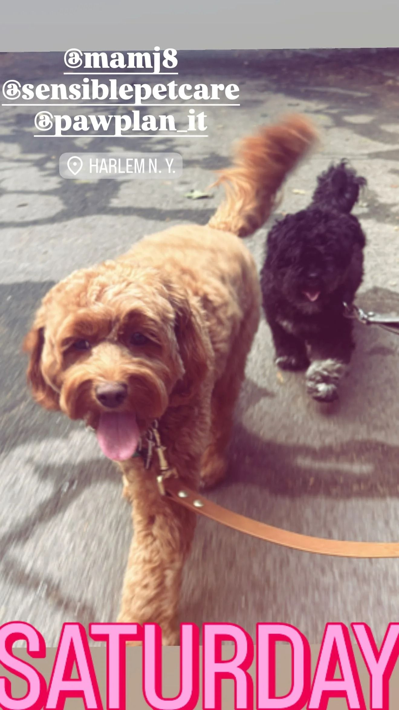 Two dogs on leashes walking on wet pavement; large pink “SATURDAY” text at bottom.