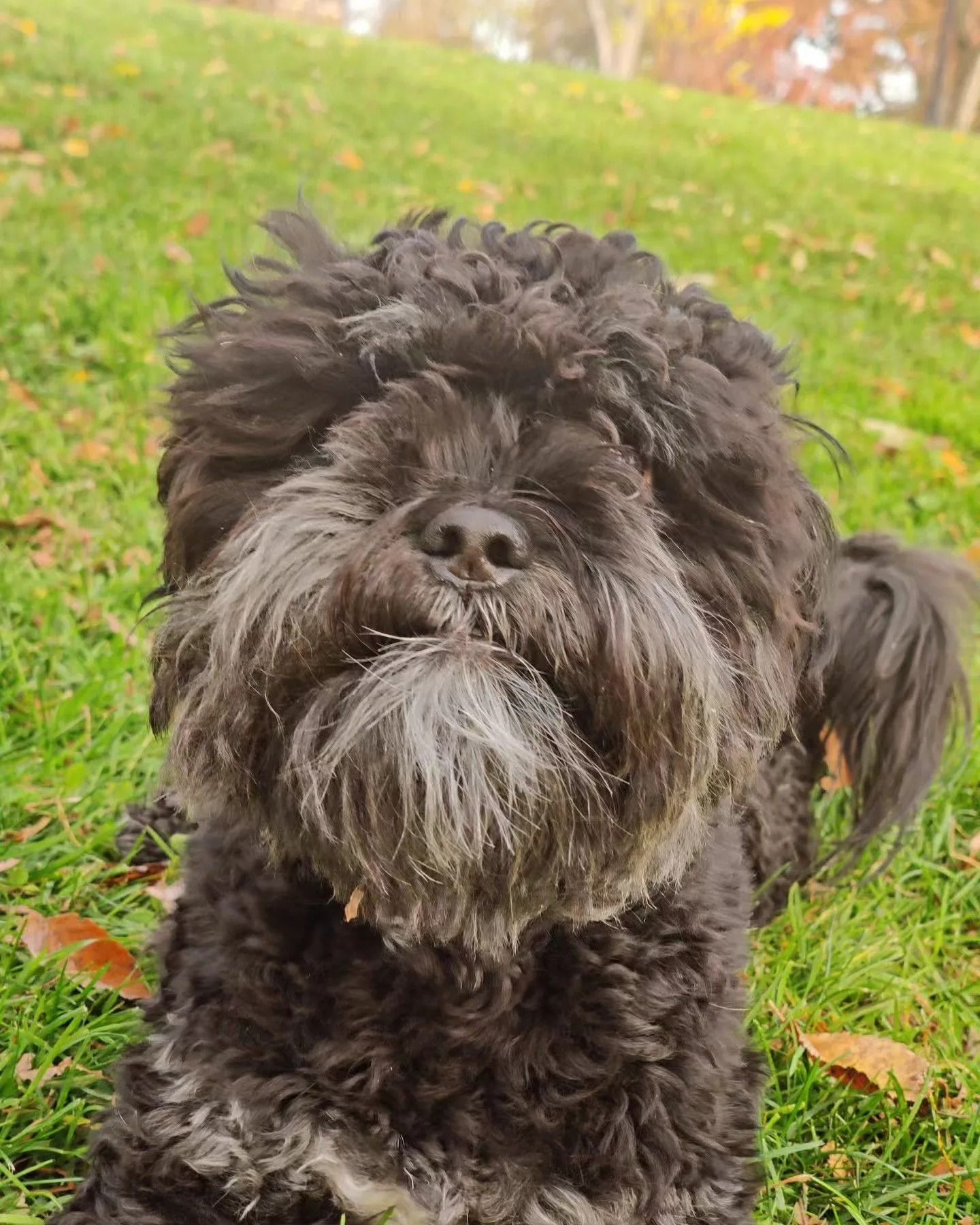 Small black fluffy dog sitting on grass with a gray beard, looking at the camera.