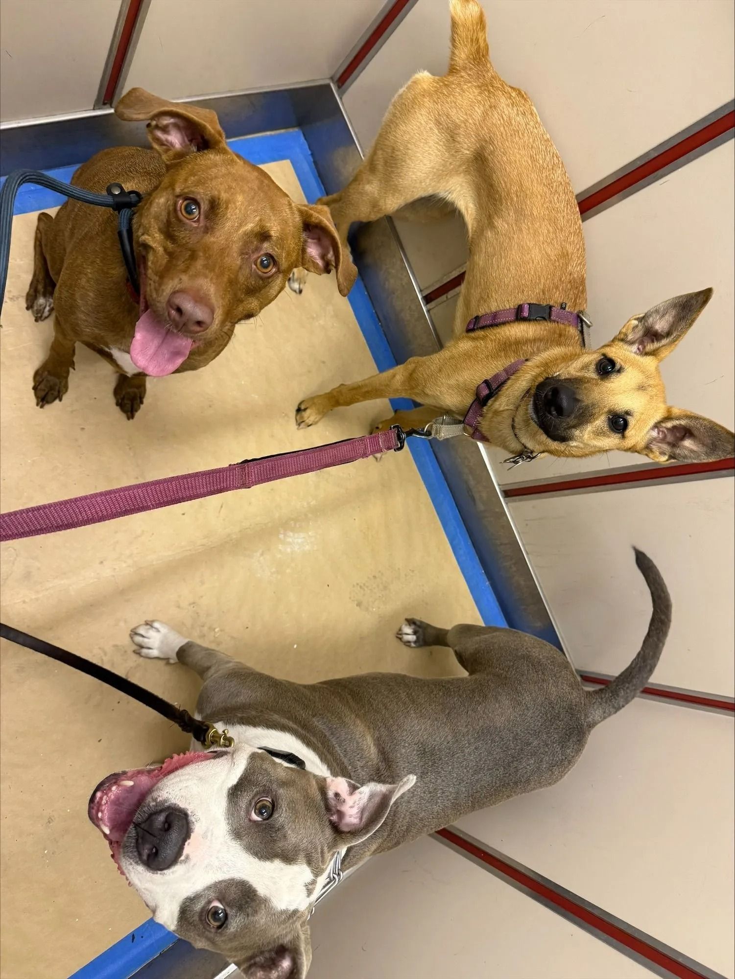 Three dogs on leashes in a shelter kennel, looking up at the camera.