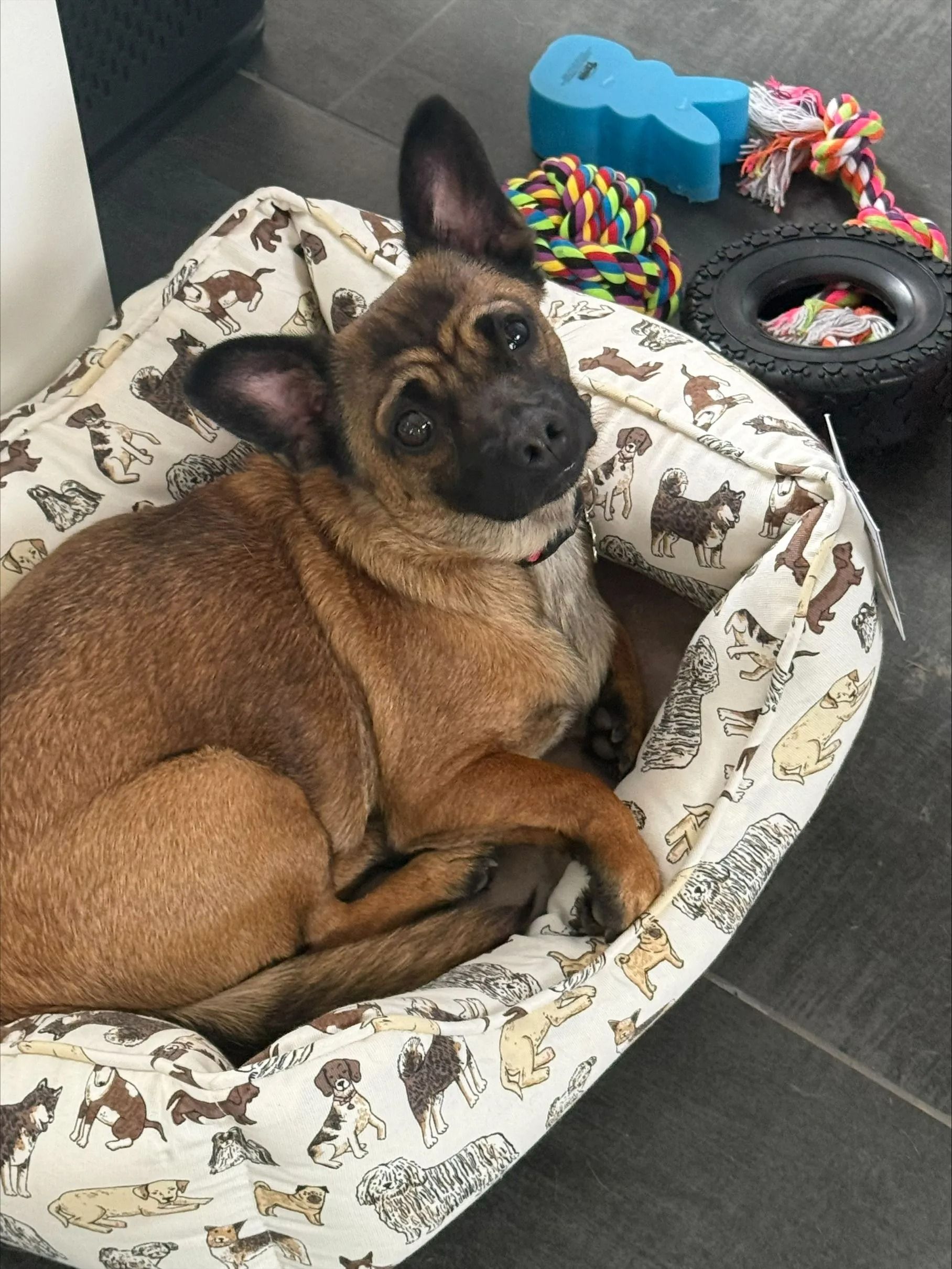 Brown dog lounging in a patterned pet bed beside colorful toys on a dark floor