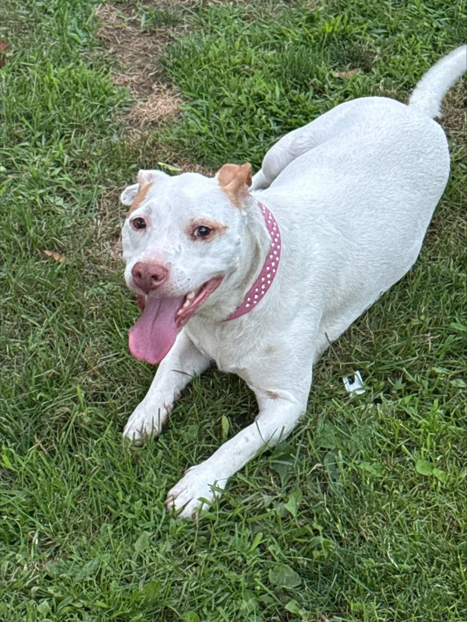 White dog wearing a pink collar lying on grass with tongue out