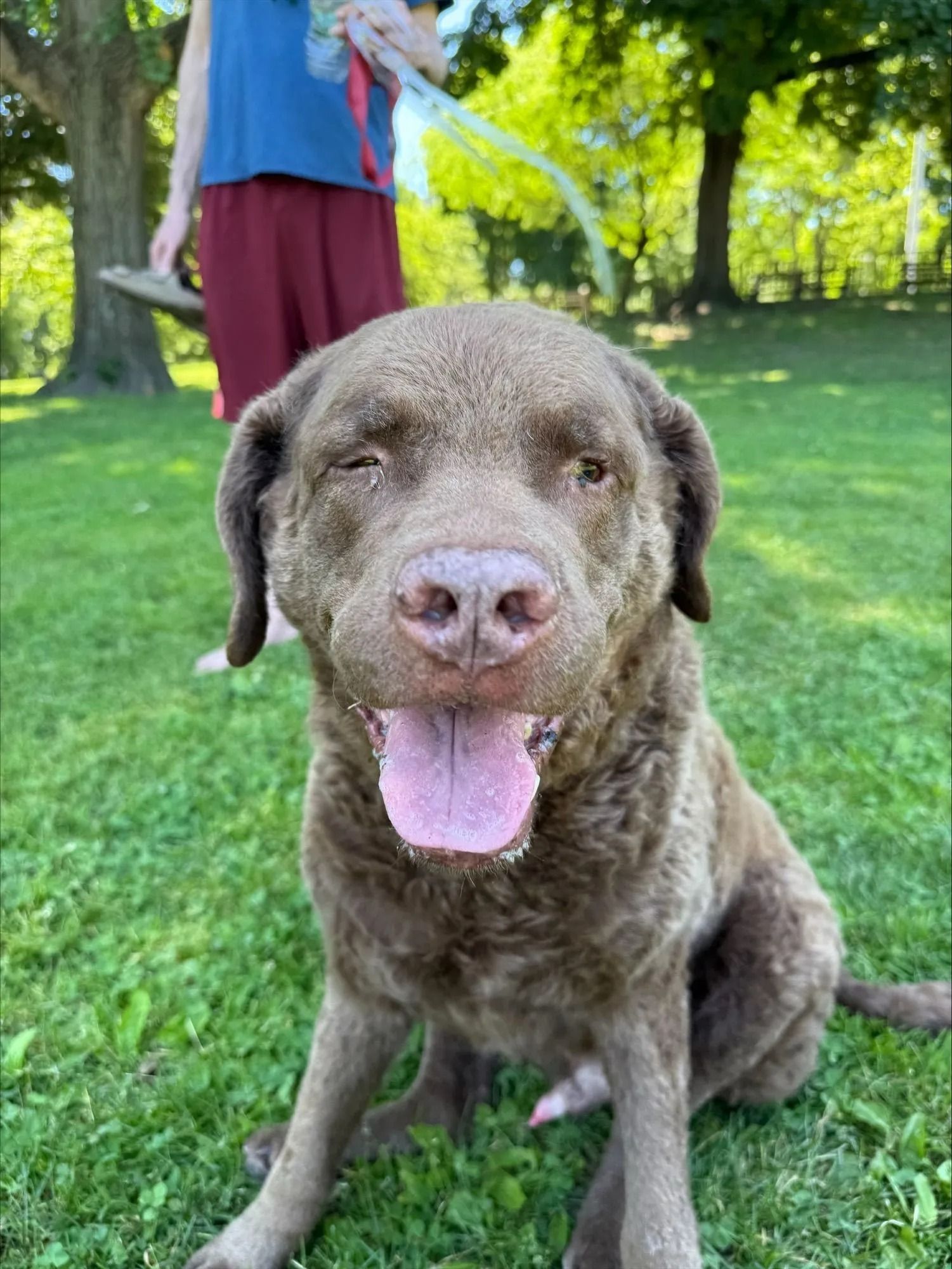 Brown dog sitting on green grass with tongue out in a sunny park