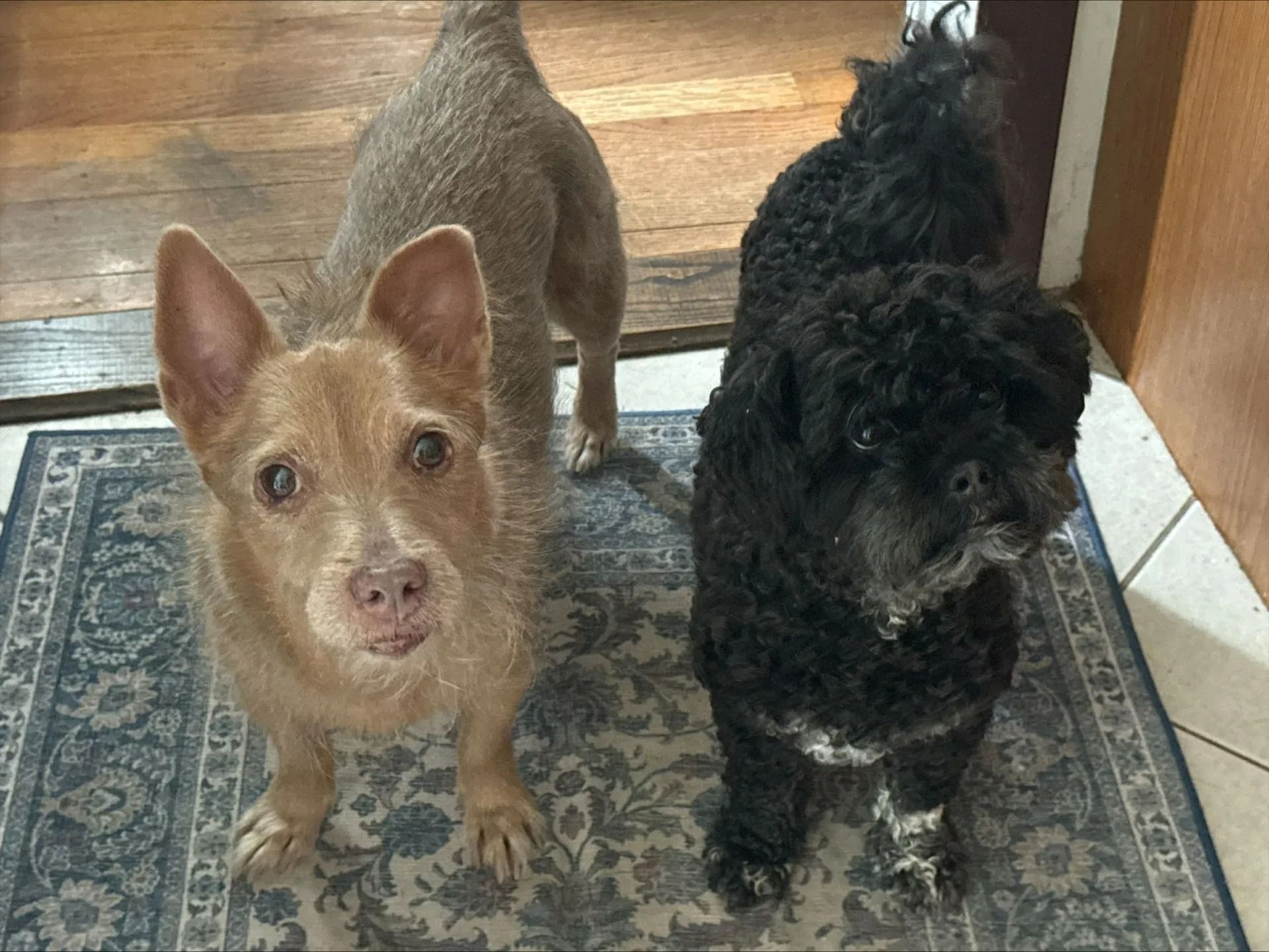 Two small dogs standing on a patterned rug indoors, one tan and one black.