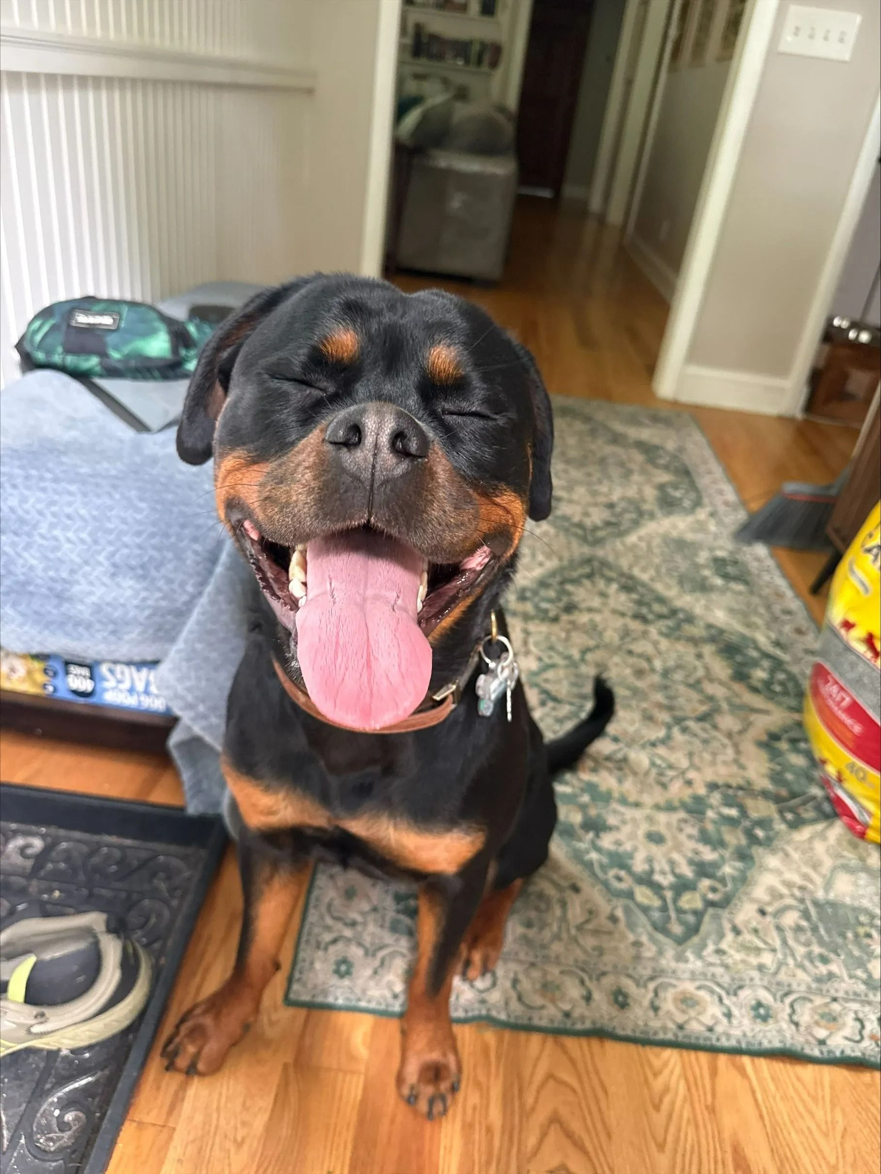 Happy black-and-tan Rottweiler sitting indoors, tongue out on a patterned rug.