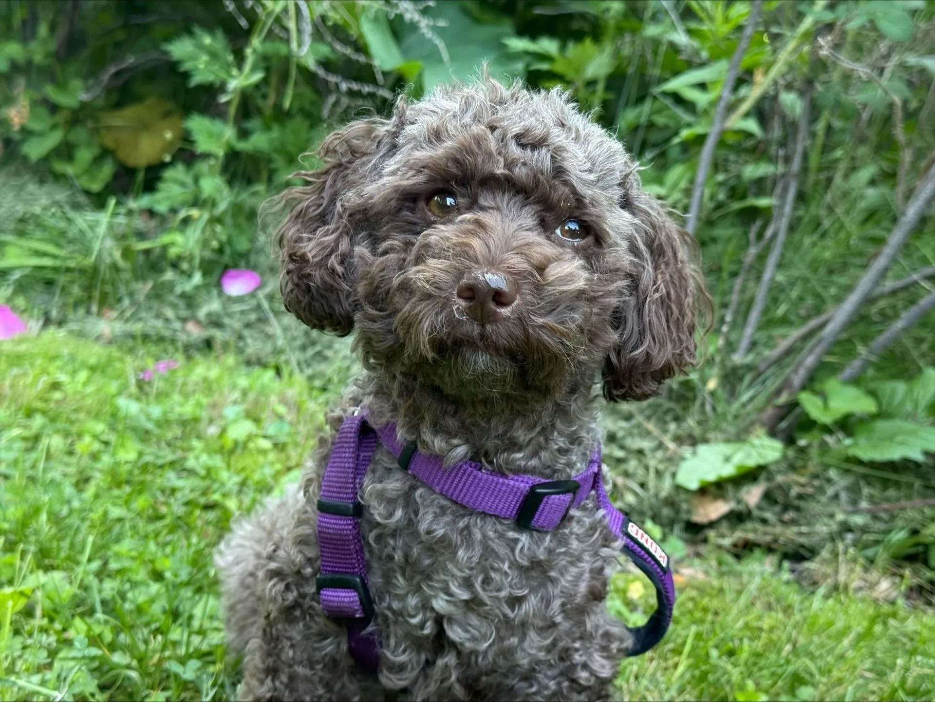 Small curly brown dog wearing a purple harness sitting on grass outdoors